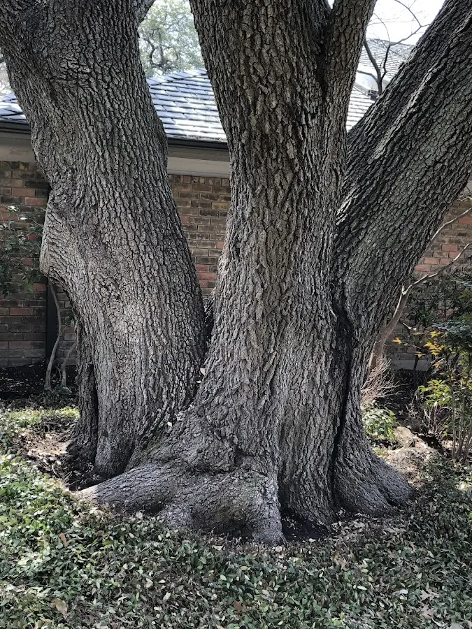 Mature heritage tree close to a Fort Myers property cared for by certified arborists
